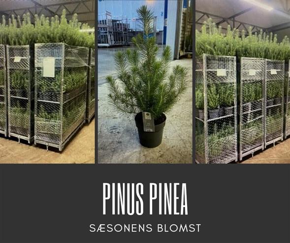 Pinus pinea