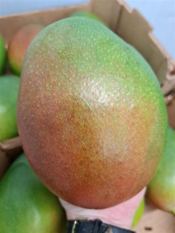 Mango