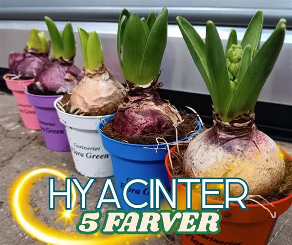 Hyacinther
