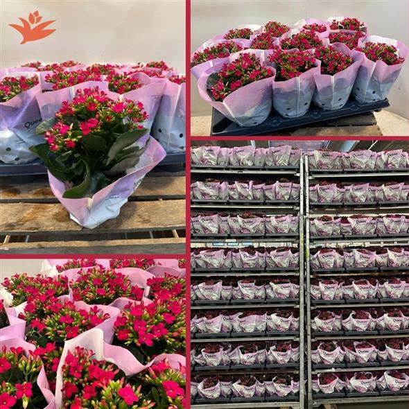 Kalanchoe pink