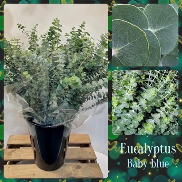 Eucalyptus baby blue