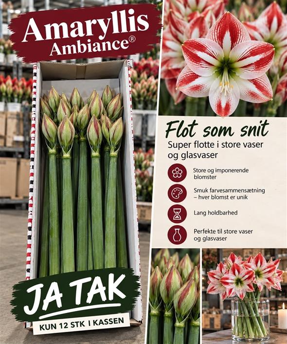 Amaryllis