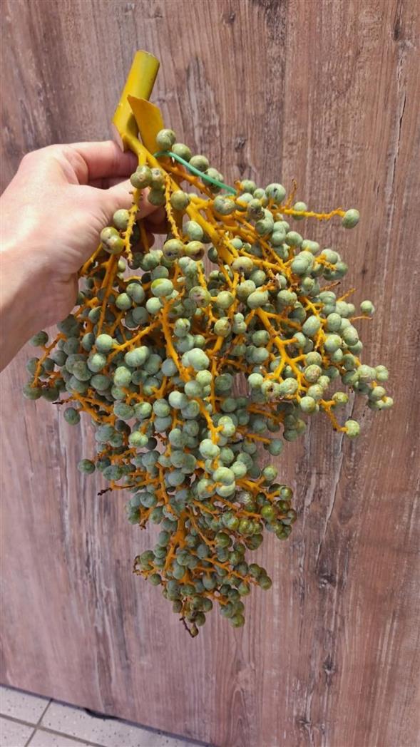 Daddel grene
