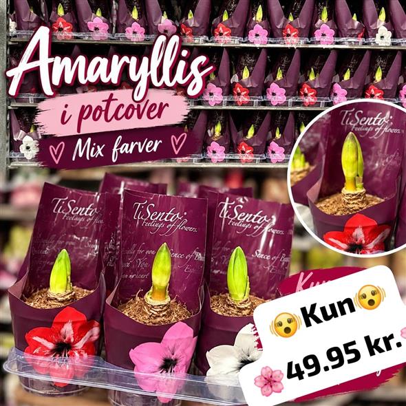Amaryllis i potte