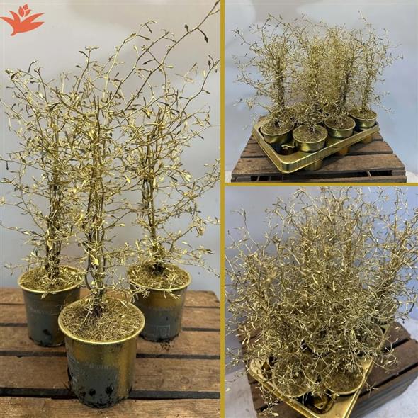 Corokia gold